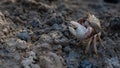 Type of crab Uca tangeri or barrilete in its habitat Royalty Free Stock Photo