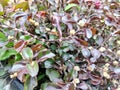 a type of creeping flower with red and purple leaves