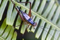 A type of Crickets from the family Gryllidae Royalty Free Stock Photo