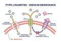 Type 2 diabetes and insulin resistance anatomical explanation outline diagram