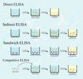 4 Type ELISA infographic concept