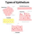 Type of epithelium : squamous, columnar, and cuboidal Royalty Free Stock Photo