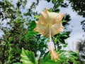 The Hibiscus rosa sinensis L Flower Royalty Free Stock Photo