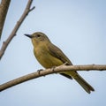 A type of flycatcher, perched on a bare branch against a clear Royalty Free Stock Photo