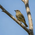 Type of flycatcher, perched on a bare branch against a clear Royalty Free Stock Photo