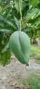 A type of gadung mango from Indonesian Royalty Free Stock Photo
