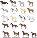 Horse breeds Set, Various Stallion, Animal , Gallop and Draug Horse - Illustration - Vector