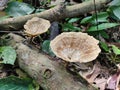 a type of inedible mushroom