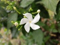 Type of jasmine flower that is not fragrant