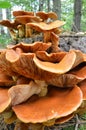 A type of Larch Bolete Fungi