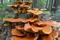 A type of Larch Bolete Fungi