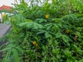 A type of leguminous plant that grows wild on the side of the road, is allowed to grow to decorate the streets in the village