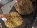 type of montong durian fruit in a supermarket, 1 durian can weigh about 2.5 kilograms more