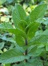 Type of natural mint Royalty Free Stock Photo