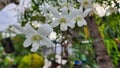 white moon orchid flower - phalaenopsis amabilis white - pond5 asia indonesia