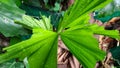 A type of palm tree with green leaves, but the leaves look like they have been bitten, looking and strikingly beautiful.