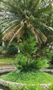 A type of palm tree that thrives in the yard