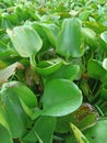 This is a type of plant that grows in fish ponds, namely centongan