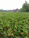 This is a type of plant that grows in fish ponds, namely centongan