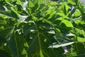 This type of plant leaf is called Carica Papaya L Royalty Free Stock Photo