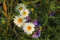 chamomile ( rumian) asteroideae