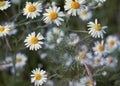 chamomile ( rumian) asteroideae