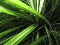 Type of raindrops on a sharp leaves