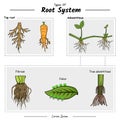 Type Of Root