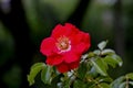 Flower of a climbing rose named `Rotfassade` - rosaceae - in summer, Germany, Europe