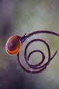 Snail on Unique Branch in forest
