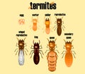 Type of termite,white ant collection,cartoon style,.