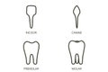 Type of tooth incisor, canine, premolar, molar