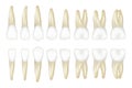 Type tooth. Stomatology medical dentist realistic white tooth vector illustrations
