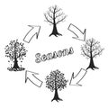 Type of tree at different times of the year. Sketchy vector image.