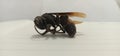 this is the carcass of a vespinae wasp Royalty Free Stock Photo