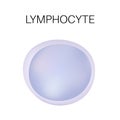 Type of white blood cell - Lymphocyte Royalty Free Stock Photo