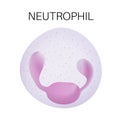 Type of white blood cell - Neutrophil