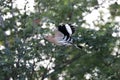 Common hoopoe or upupaJius a litte stop before moving on