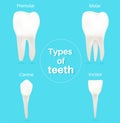 The Four Types of Teeth.