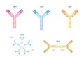 Types of Antibodies and immunoglobulin structure vector / infographic