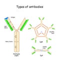 Types of Antibodies