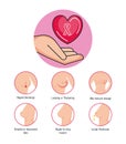 Types of appearances of the breast