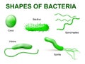 Types of bacteria. Basic morphological Royalty Free Stock Photo