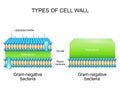 Types of bacterial cell wall. Gram-negative bacteria and Gram-negative bacteria