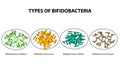 Types of bifidobacteria. Bifidumbacterium. Probiotics. Good intestinal microflora. Infographics. Vector illustration on