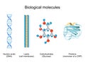 Types of biological molecule: Carbohydrates, Lipids, Nucleic acids and Proteins Royalty Free Stock Photo