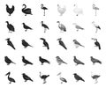 Types of birds black.mono icons in set collection for design. Home and wild bird vector symbol stock web illustration. Royalty Free Stock Photo