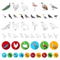 Types of birds cartoon icons in set collection for design. Home and wild bird vector symbol stock web illustration. Royalty Free Stock Photo