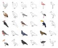 Types of birds cartoon,outline icons in set collection for design. Home and wild bird vector symbol stock web Royalty Free Stock Photo