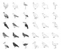 Types of birds mono,outline icons in set collection for design. Home and wild bird vector symbol stock web illustration. Royalty Free Stock Photo